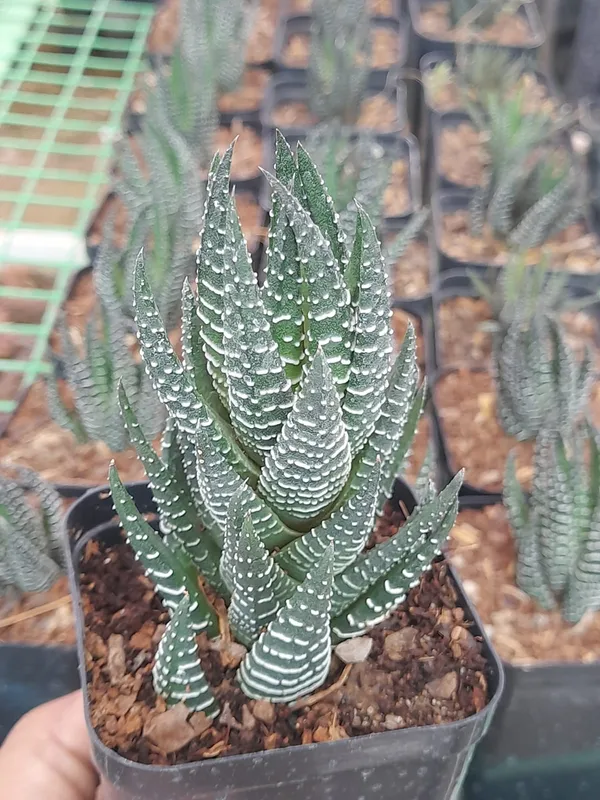 Haworthia_coarctata_indoor_succulent__plant
