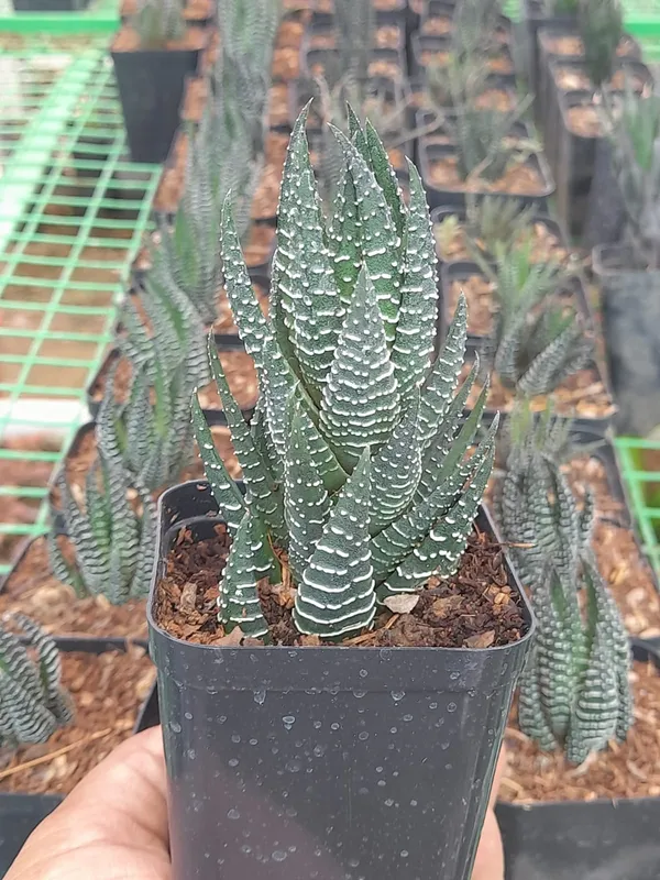Haworthia_coarctata_indoor_succulent__plant
