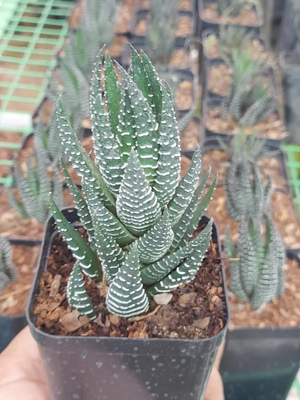 Haworthia_coarctata_indoor_succulent__plant