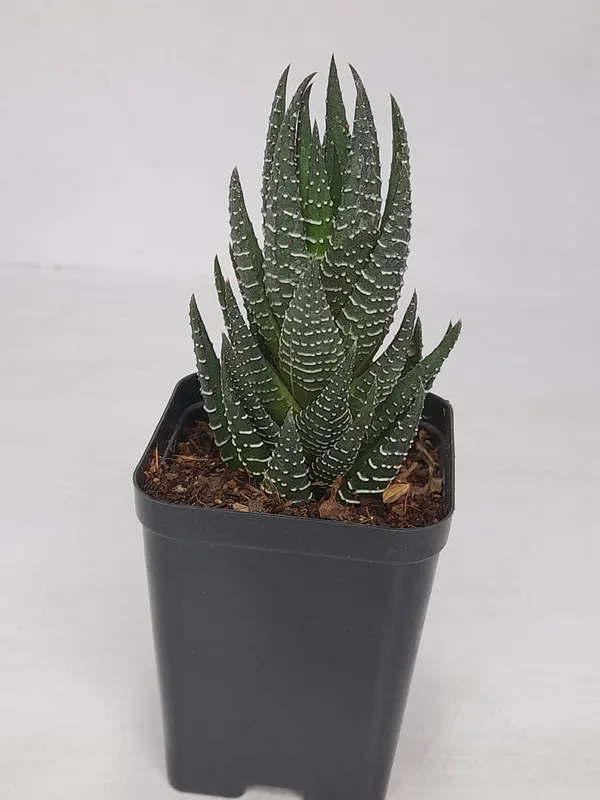 Haworthia_coarctata_indoor_succulent__plant