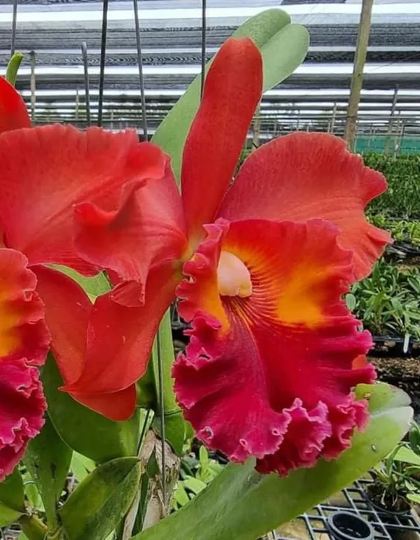 Cattleya_Nakornchaisri_Red_Plant