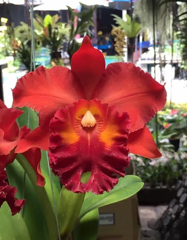 Cattleya_Nakornchaisri_Red_Plant