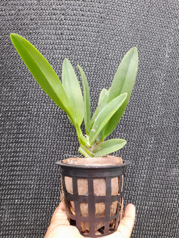 Cattleya_Nakornchaisri_Red_Plant