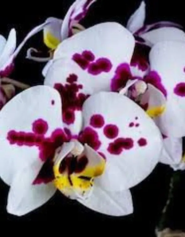 Phalaenopsis_polka_dots_Plant