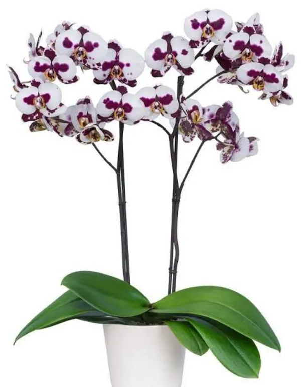 Phalaenopsis_polka_dots_Plant