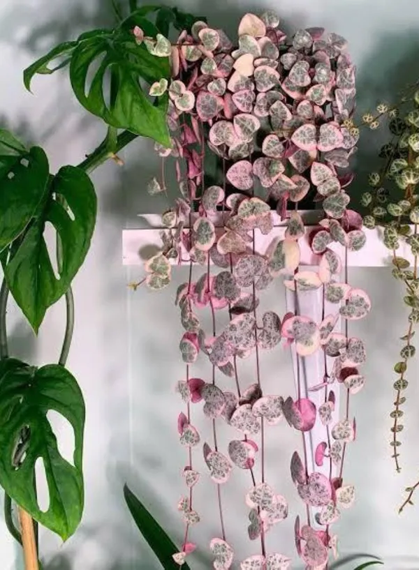 OrchidZone Variegated String Of Heart Hanging Plants Price in