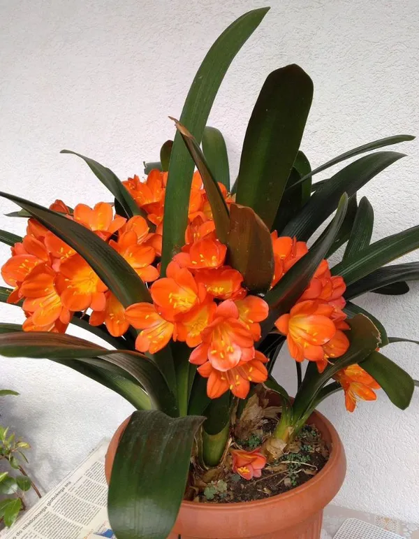OrchidZone Clivia Miniata (Orange) Price in India - Buy OrchidZone ...