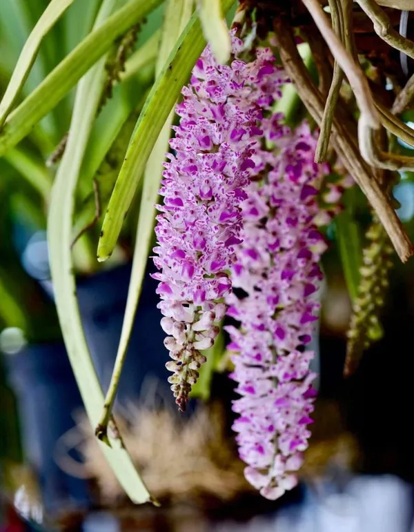 OrchidZone Rhynchostylis Retusa The Foxtail Orchid sp Price in
