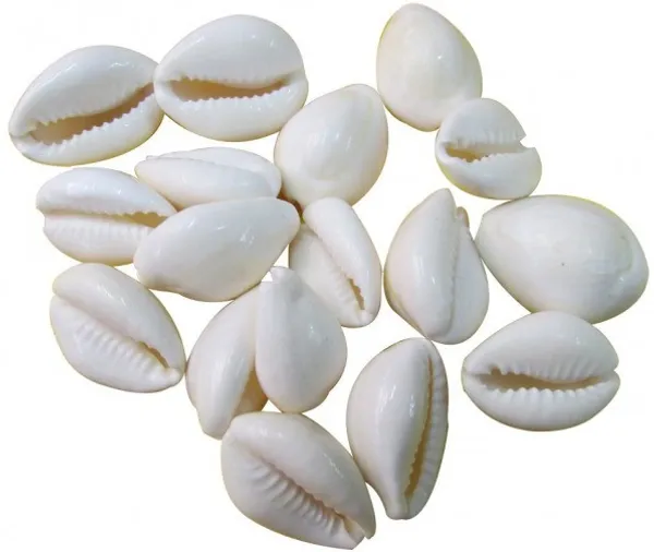 Natural_White_Kawdi/Kaudi/Kowdi/Cowrie/Koudi_Shells-_For_Laxmi_Pooja_|_Diwali_Pooja_|_Deepawali_P_Decorative_Showpiece_-_2_Cm_(Shell,_White)