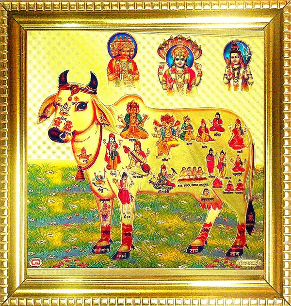 Photo_&_Frame_Kamdhenu_Cow_With_Brahma_Vishni_Mahesh/Siva_|_Gou_Mata