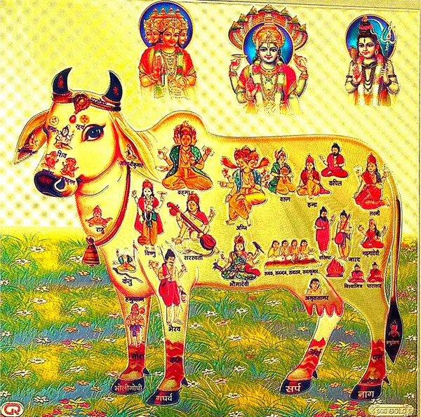 Photo_&_Frame_Kamdhenu_Cow_With_Brahma_Vishni_Mahesh/Siva_|_Gou_Mata