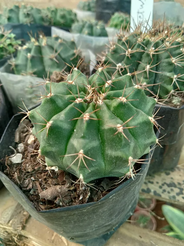 XX008