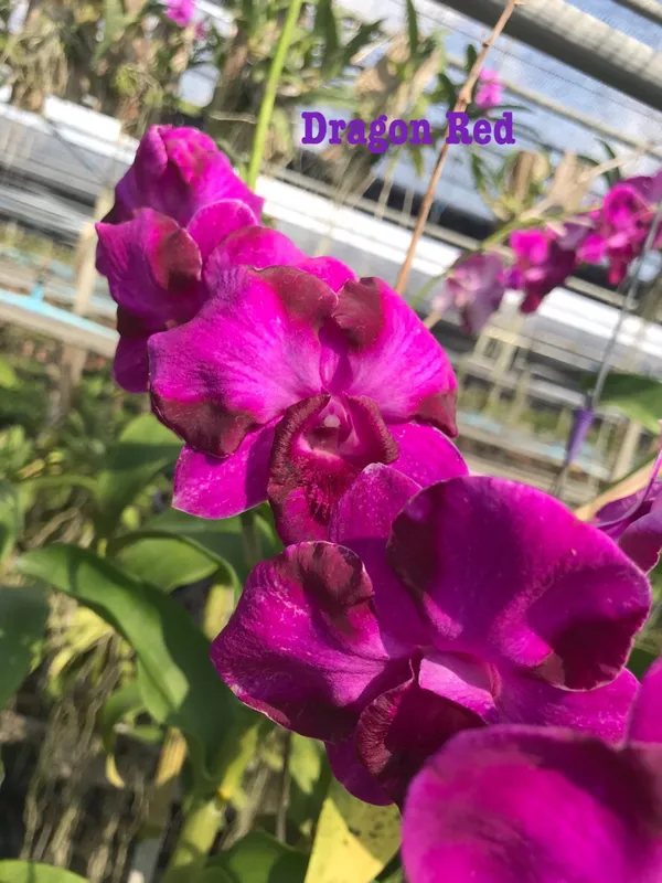 XX011