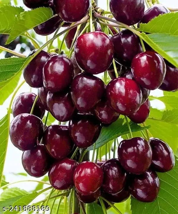 testmoreTEST1123