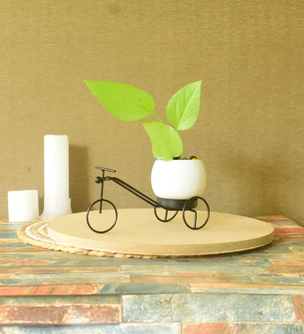 Small_Black_Cycle_With_White_Planters