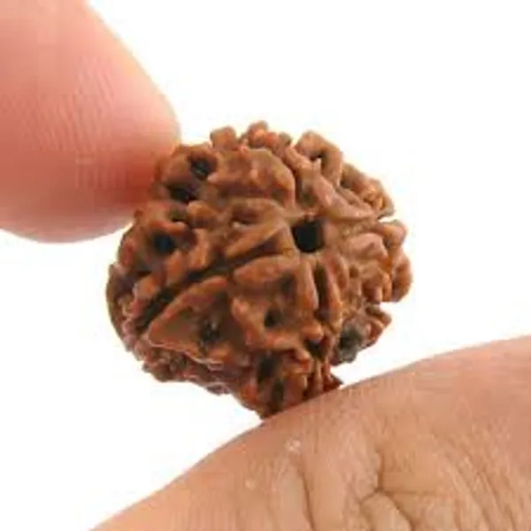 Certified_4_mukhi_rudraksha_Bead_with_lab_Tested_Certificate