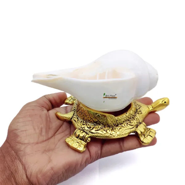 Natural_Blowing_shankh_with_kachua_Shape_Stand_Golden