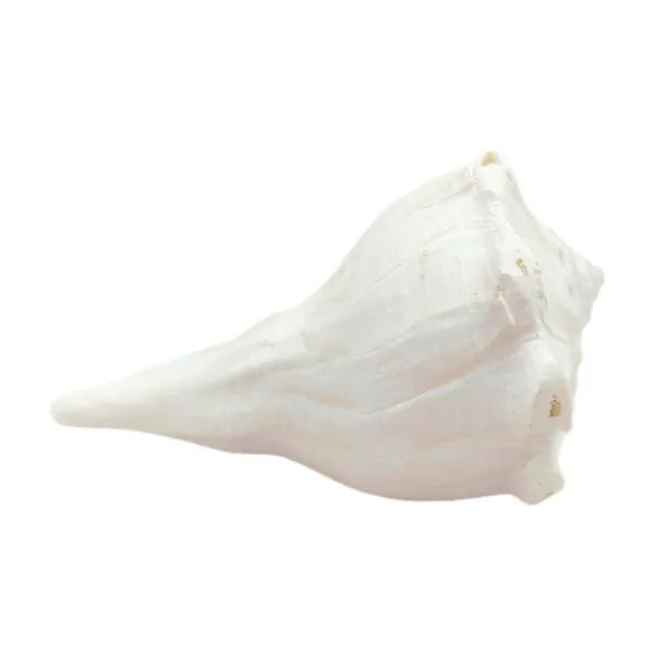 Natural_Dakshnavarti_shankh_with_kachua_Shape_Stand_(@4_inch)