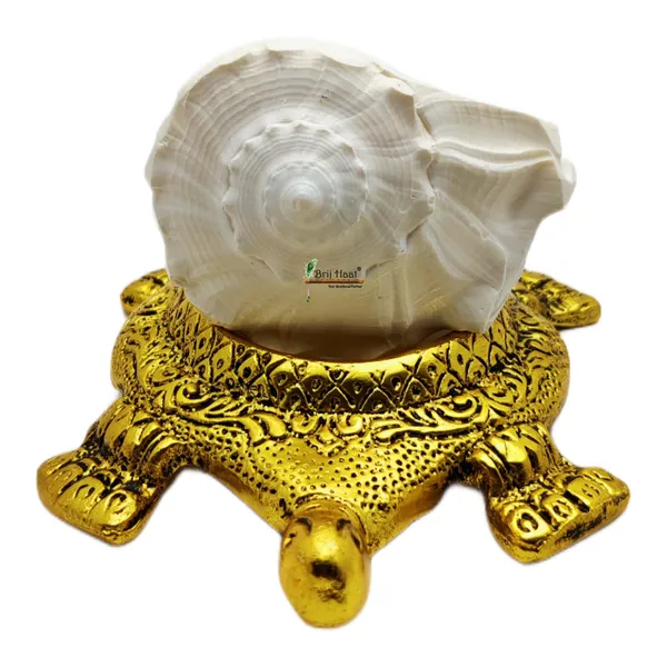 Natural_Dakshnavarti_shankh_with_kachua_Shape_Stand_(@4_inch)