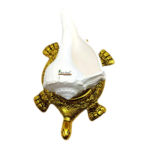 Natural_Dakshnavarti_shankh_with_kachua_Shape_Stand_(@4_inch)