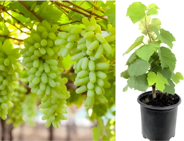 https://cdn-image.blitzshopdeck.in/ShopdeckCatalogue/tr:f-webp,w-600,fo-auto/650836118808940012c739cd/media/Thai_Finger_Grapes_Hybrid_Fruit_Plant__EVUA2RDSBV_2024-05-11_1.png__Exotic Green House