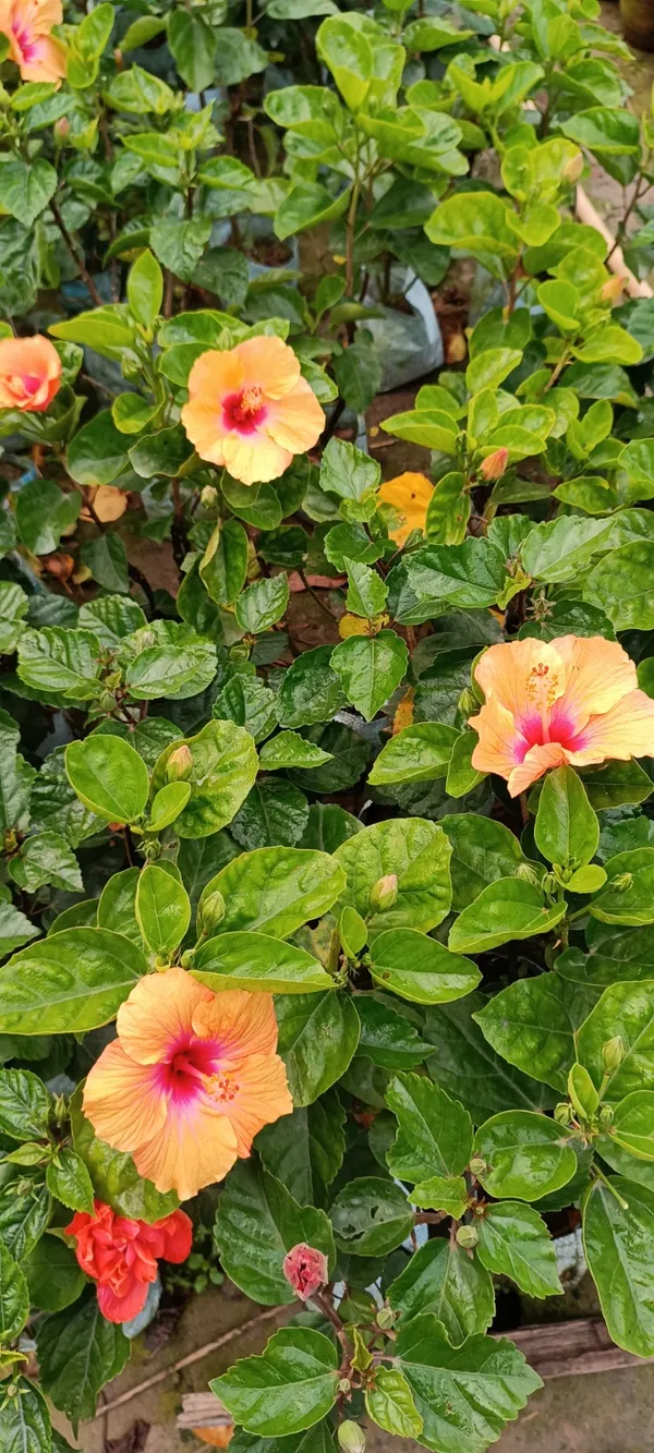 Hibiscus_(Orange_&_Yellow_)_12_Month_Flowering_Plant_(Hybrid,_Pack_Of_1)