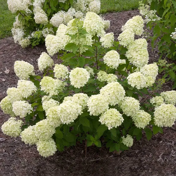 Hydrangea_(Dwarf_Limelight)_Flowering__Plant_1.5-3.5_Ft_Size_For_Bush/Shrub/Home_Gardening_(Hybrid,_Pack_Of_1)