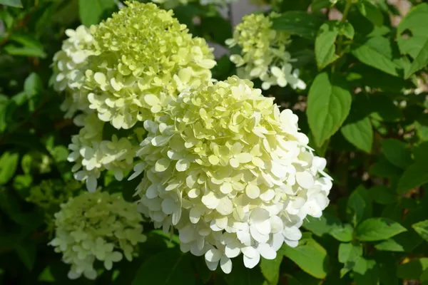 Hydrangea_(Dwarf_Limelight)_Flowering__Plant_1.5-3.5_Ft_Size_For_Bush/Shrub/Home_Gardening_(Hybrid,_Pack_Of_1)