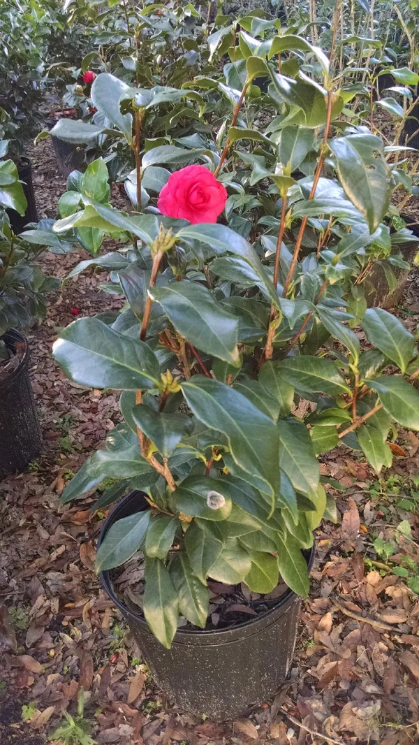 Camellia_(Grafted)_Red__Flower_Plant_&_Tree_For_Shrub/Bush/Home_Garden_(Hybrid,_Pack_Of_1)