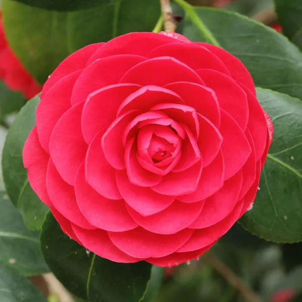Camellia_(Grafted)_Red__Flower_Plant_&_Tree_For_Shrub/Bush/Home_Garden_(Hybrid,_Pack_Of_1)