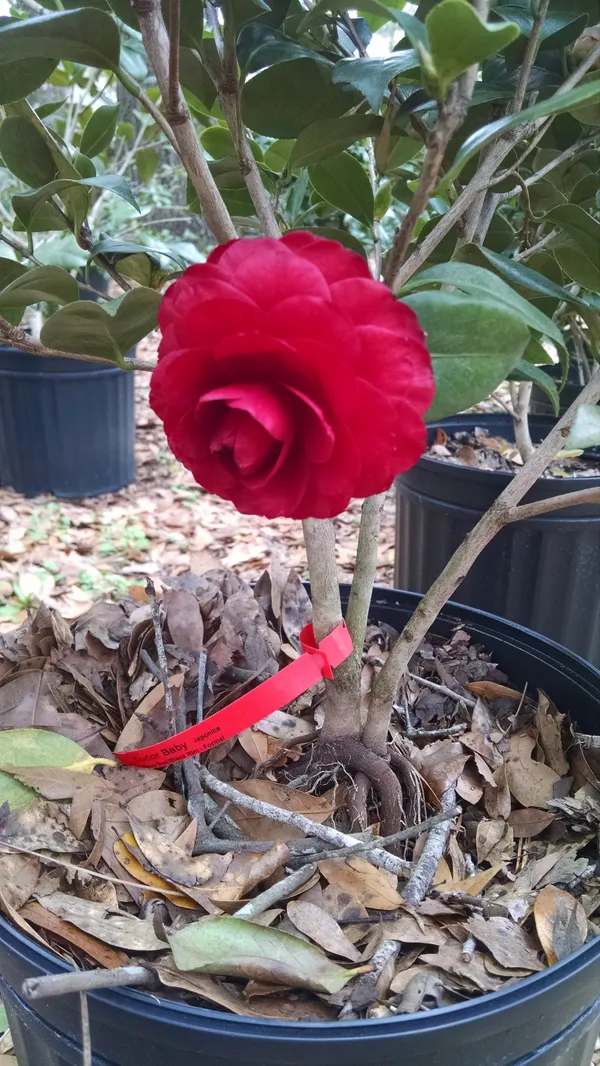 Camellia_(Grafted)_Red__Flower_Plant_&_Tree_For_Shrub/Bush/Home_Garden_(Hybrid,_Pack_Of_1)