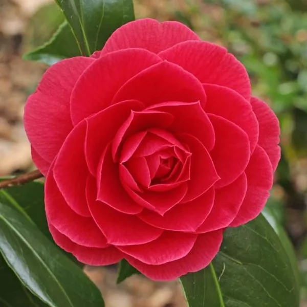Camellia_(Grafted)_Red__Flower_Plant_&_Tree_For_Shrub/Bush/Home_Garden_(Hybrid,_Pack_Of_1)