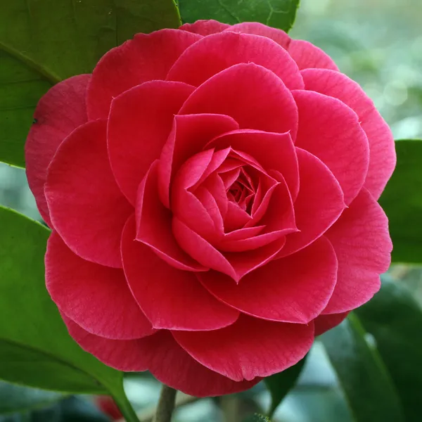 Camellia_(Grafted)_Red__Flower_Plant_&_Tree_For_Shrub/Bush/Home_Garden_(Hybrid,_Pack_Of_1)
