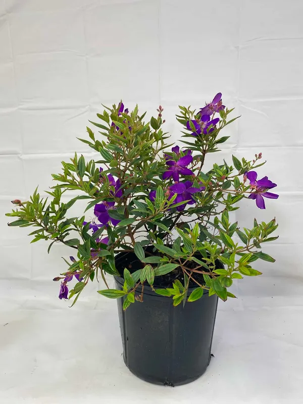 Tibouchina_Urvilleana_Flowering_Plant_For_Home_Gardening_(Pack_Of_1)