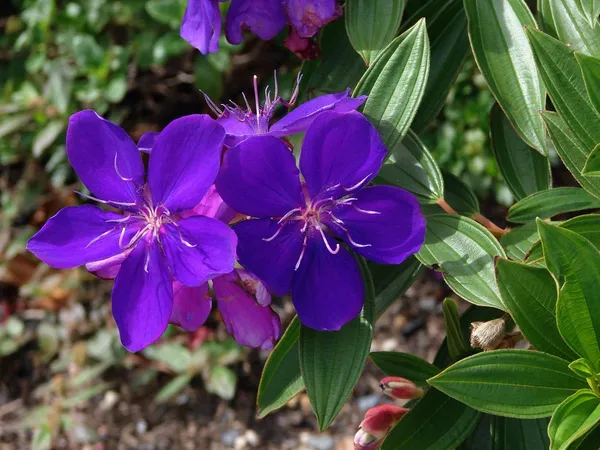 Tibouchina_Urvilleana_Flowering_Plant_For_Home_Gardening_(Pack_Of_1)