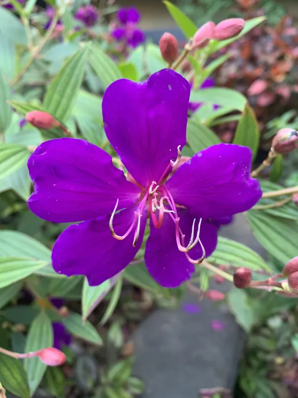 Tibouchina_Urvilleana_Flowering_Plant_For_Home_Gardening_(Pack_Of_1)