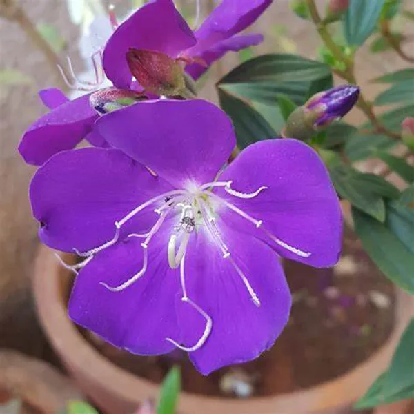 Tibouchina_Urvilleana_Flowering_Plant_For_Home_Gardening_(Pack_Of_1)