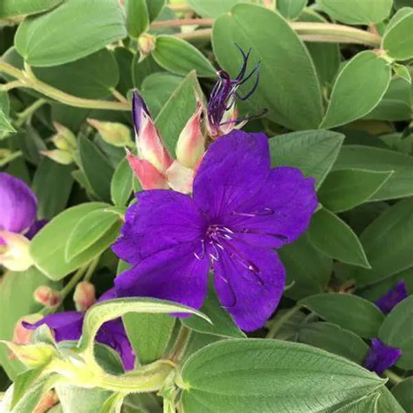 Tibouchina_Urvilleana_Flowering_Plant_For_Home_Gardening_(Pack_Of_1)