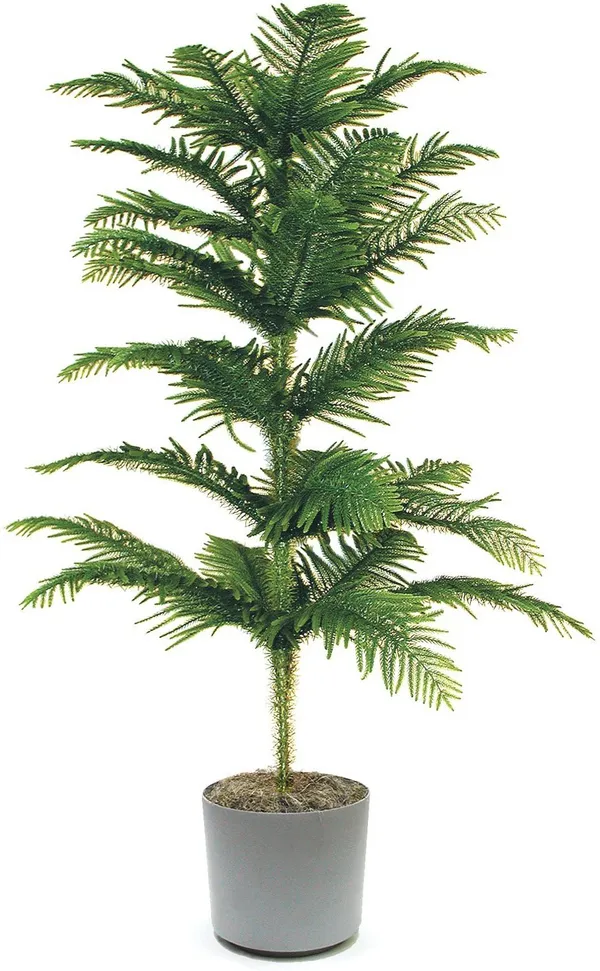 Christmas_Tree_Plant_(Pack_of_1)