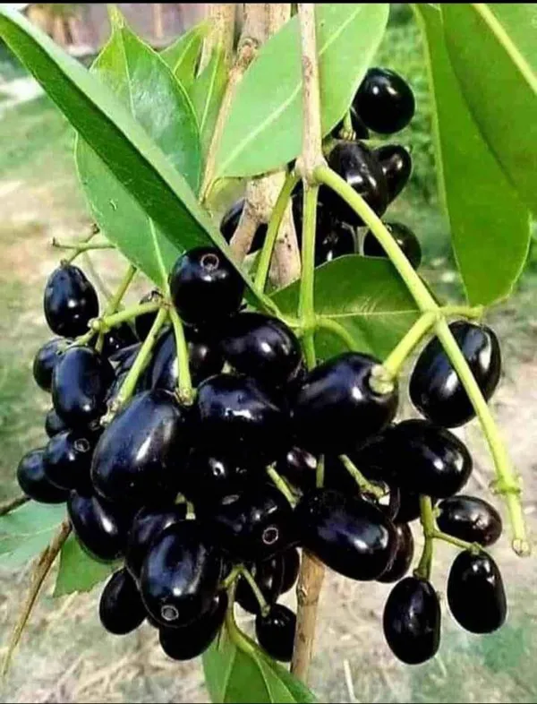 Thai_All_Time_Grafted_Jamun_Plant_(Hybrid,_Pack_of_1)