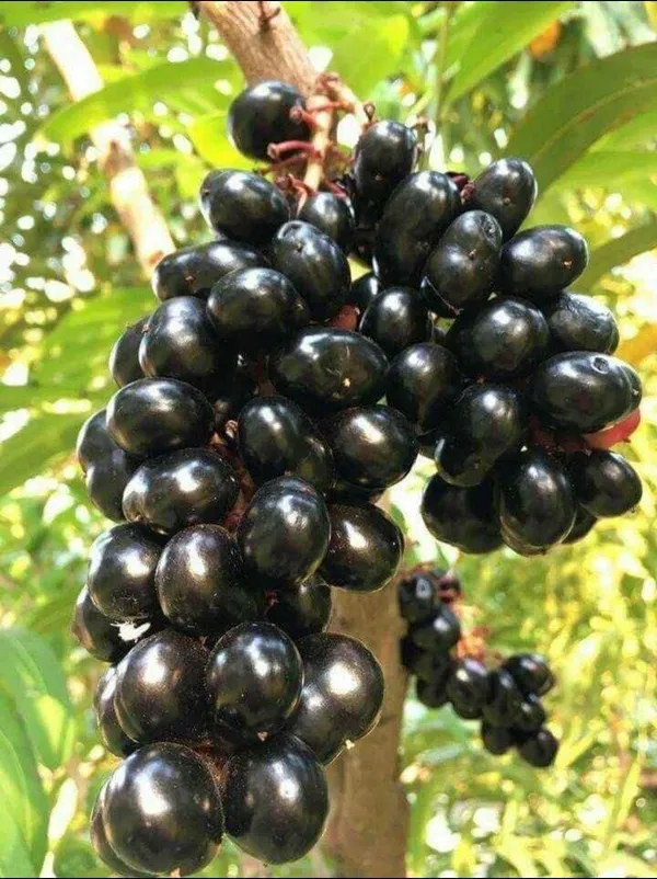 Thai_All_Time_Grafted_Jamun_Plant_(Hybrid,_Pack_of_1)