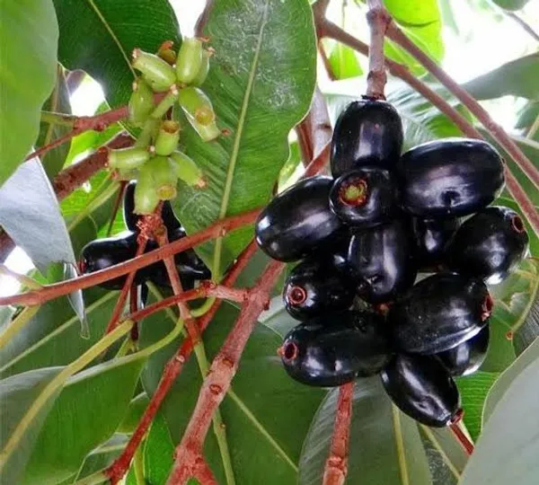 Thai_All_Time_Grafted_Jamun_Plant_(Hybrid,_Pack_of_1)