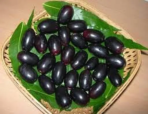 Thai_All_Time_Grafted_Jamun_Plant_(Hybrid,_Pack_of_1)