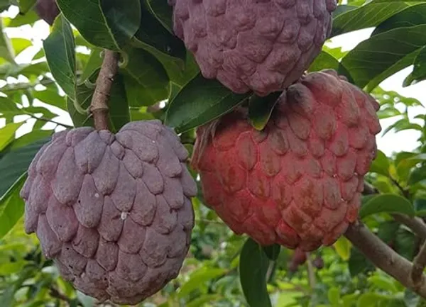 GREENERY_NURSERY_Red_Custard_Apple_(Lal_Aata)_Red_Sugar_Apple,_Red_Sitafal_Fruit_Plant_Grafted_Original_Variety