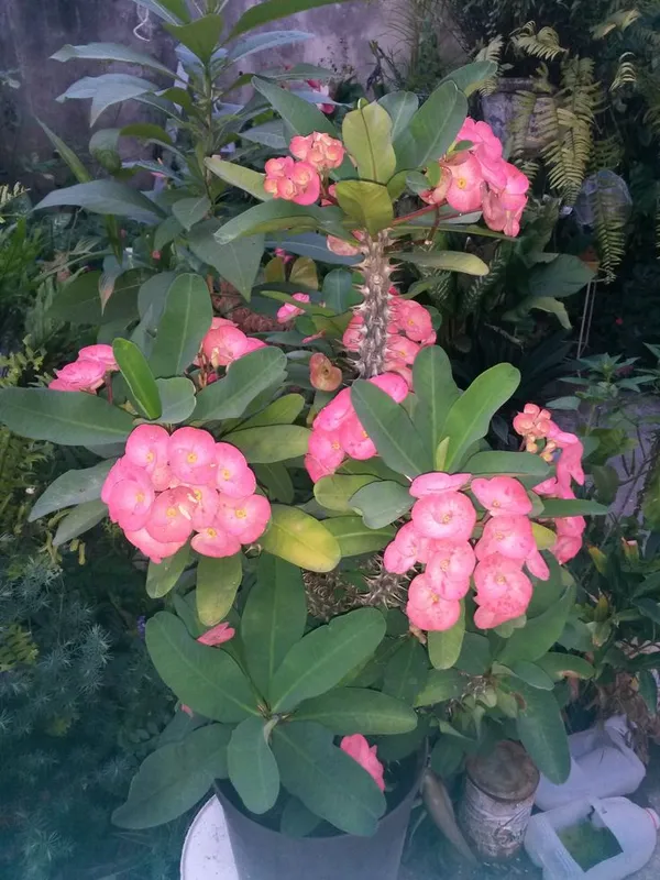Euphorbia_Pink_Flowering_Plant_For_Home_Gardening_Beautiful_Euphorbia_Indoor/Outdoor_Flower_Plant_(Pack_Of_1)