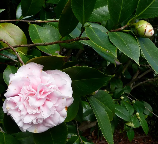Camelia_(Brushfield_Pink)_Flowering_Plant_For_Shrub/Bush/Home_Gardening_Beautiful_Pink_Camelia_Flower_Plant_(1.5-2_Ft_Size)_Pack_Of_1
