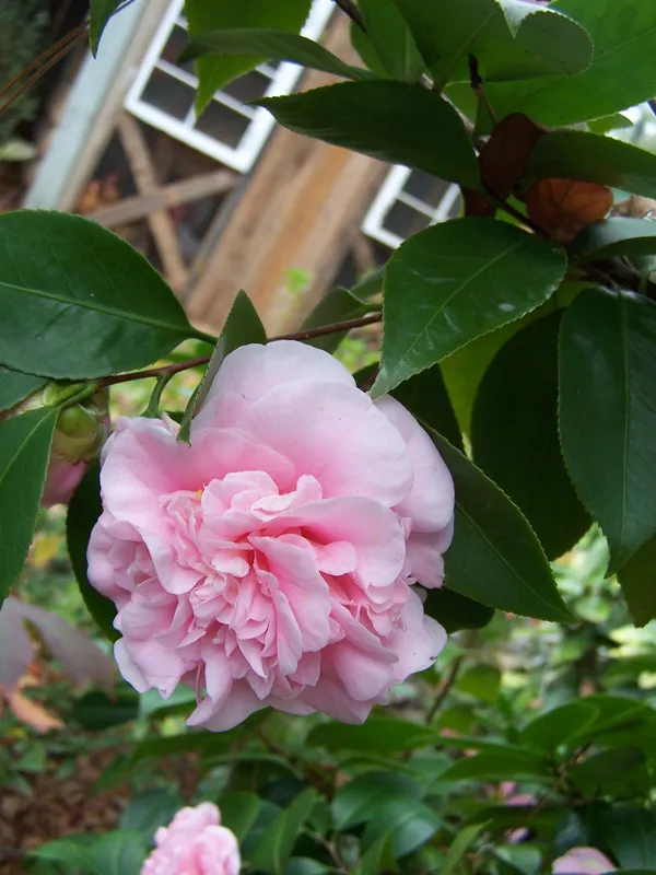 Camelia_(Brushfield_Pink)_Flowering_Plant_For_Shrub/Bush/Home_Gardening_Beautiful_Pink_Camelia_Flower_Plant_(1.5-2_Ft_Size)_Pack_Of_1