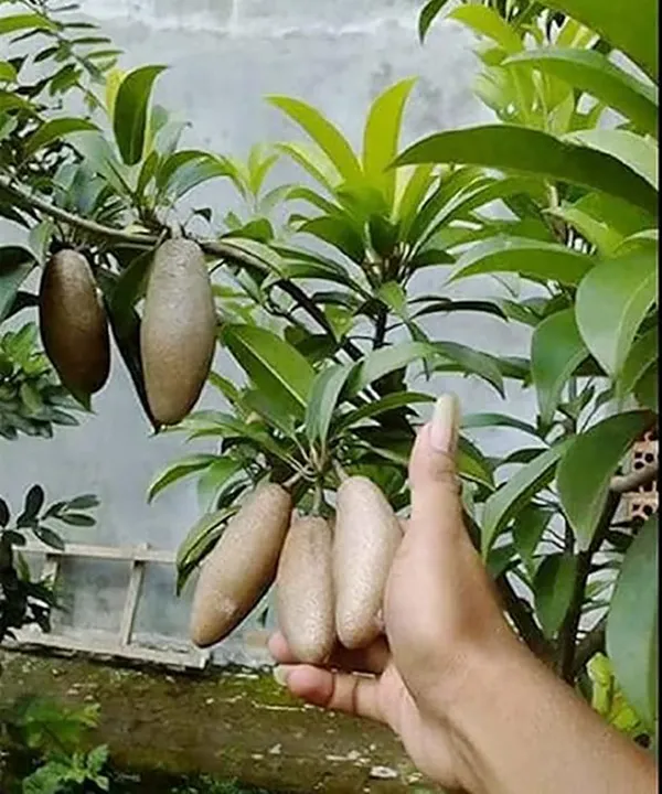Thai_Lancha_Banana_Chiku/Chikoo_Plant_-_(Grafted)_-1.5-2_Ft_Hight_-_All_Time_(12_Masi)_Early_Fruiting_Plant_Pack_of_1_(After_Planting_Fruit_Come_Only_1_Months)(Hybrid,_Pack_of_1)