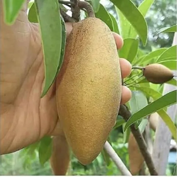 Thai_Lancha_Banana_Chiku/Chikoo_Plant_-_(Grafted)_-1.5-2_Ft_Hight_-_All_Time_(12_Masi)_Early_Fruiting_Plant_Pack_of_1_(After_Planting_Fruit_Come_Only_1_Months)(Hybrid,_Pack_of_1)
