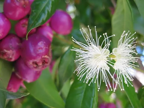 Australian_Lilli_Pilli_Pink_Fruit_Plant_&_Tree_|_Syzygium_Smithii_Plant_&_Tree_(Hybrid,_Pack_of_1)